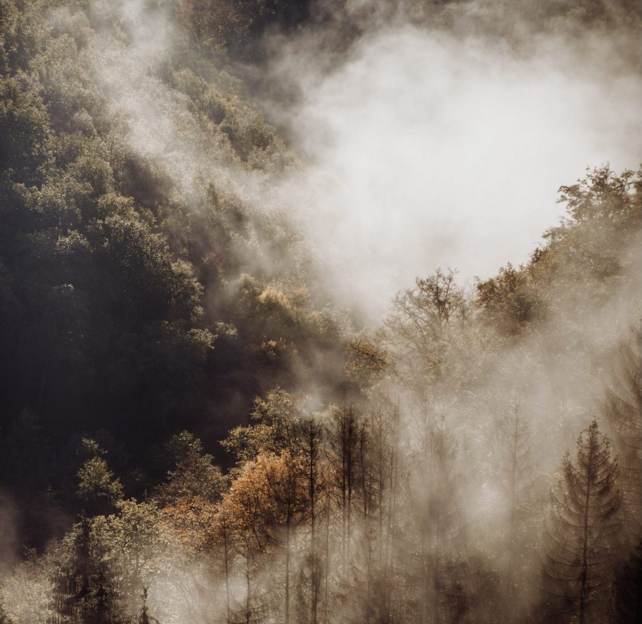 Orman Yangını Dumanı ve Sessiz Tehlikeleri​