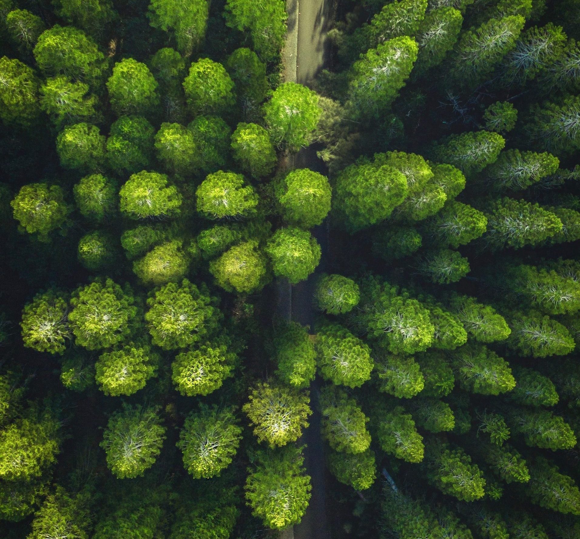 Ormanları Haritalamak: Dünya’nın Yeşil Dokusu
